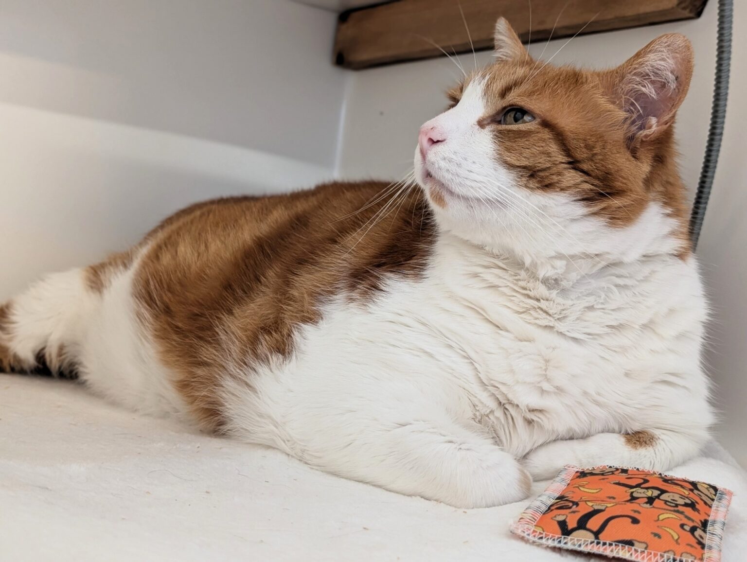 Britain’s fattest cat Leo has been put on a strict diet after tipping the scales at 22lb - the seven-year-old tom is now on his way to a healthier life with new owners.