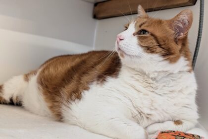 Britain’s fattest cat Leo has been put on a strict diet after tipping the scales at 22lb - the seven-year-old tom is now on his way to a healthier life with new owners.
