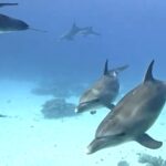 A couple diving in Egypt’s Red Sea were left speechless as a pod of playful dolphins surrounded them - their magical encounter has since gone viral with over 1.2 million views.