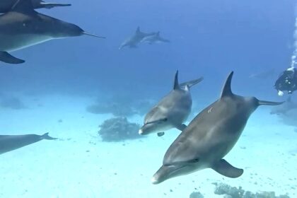 A couple diving in Egypt’s Red Sea were left speechless as a pod of playful dolphins surrounded them - their magical encounter has since gone viral with over 1.2 million views.