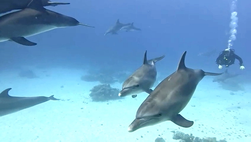 A couple diving in Egypt’s Red Sea were left speechless as a pod of playful dolphins surrounded them - their magical encounter has since gone viral with over 1.2 million views.