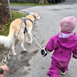 Joakim and his two-year-old daughter taking Bolt for a walk