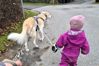 Joakim and his two-year-old daughter taking Bolt for a walk