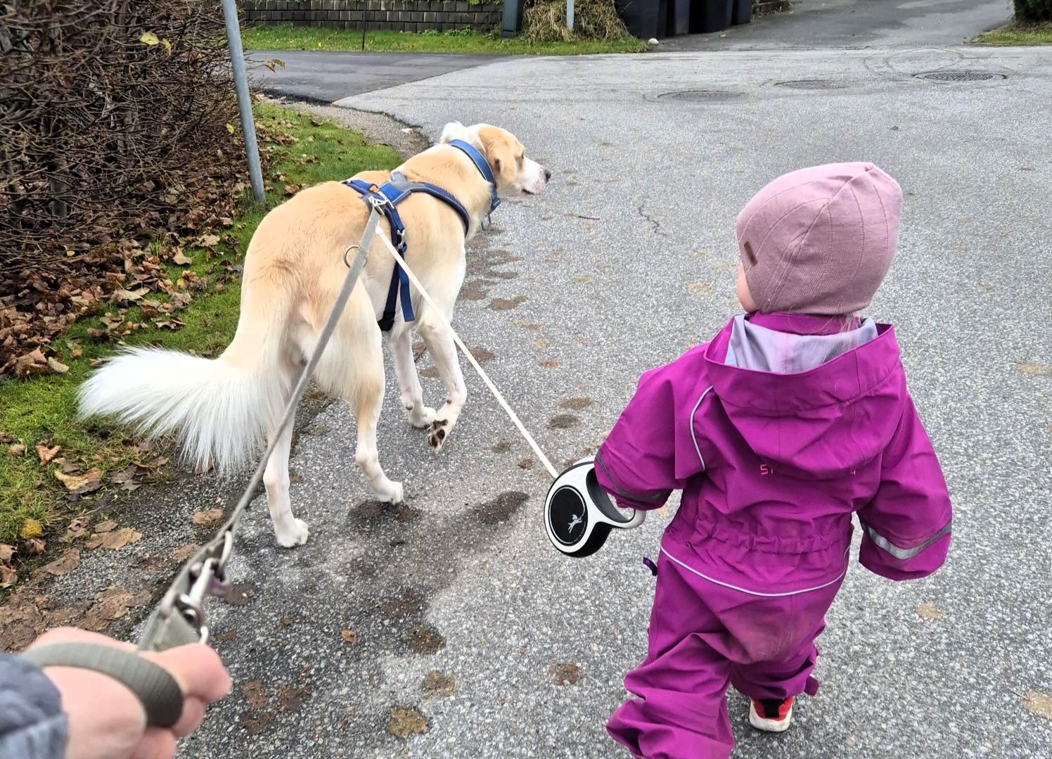 Joakim and his two-year-old daughter taking Bolt for a walk