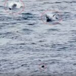 Two scuba divers had a breathtaking encounter with giant Atlantic bluefin tuna off Land’s End in Cornwall as the massive fish leapt from the waves during a frenzied feeding display.