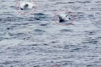 Two scuba divers had a breathtaking encounter with giant Atlantic bluefin tuna off Land’s End in Cornwall as the massive fish leapt from the waves during a frenzied feeding display.