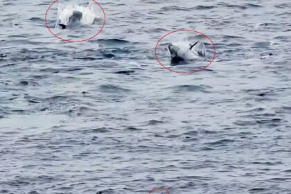 Two scuba divers had a breathtaking encounter with giant Atlantic bluefin tuna off Land’s End in Cornwall as the massive fish leapt from the waves during a frenzied feeding display.