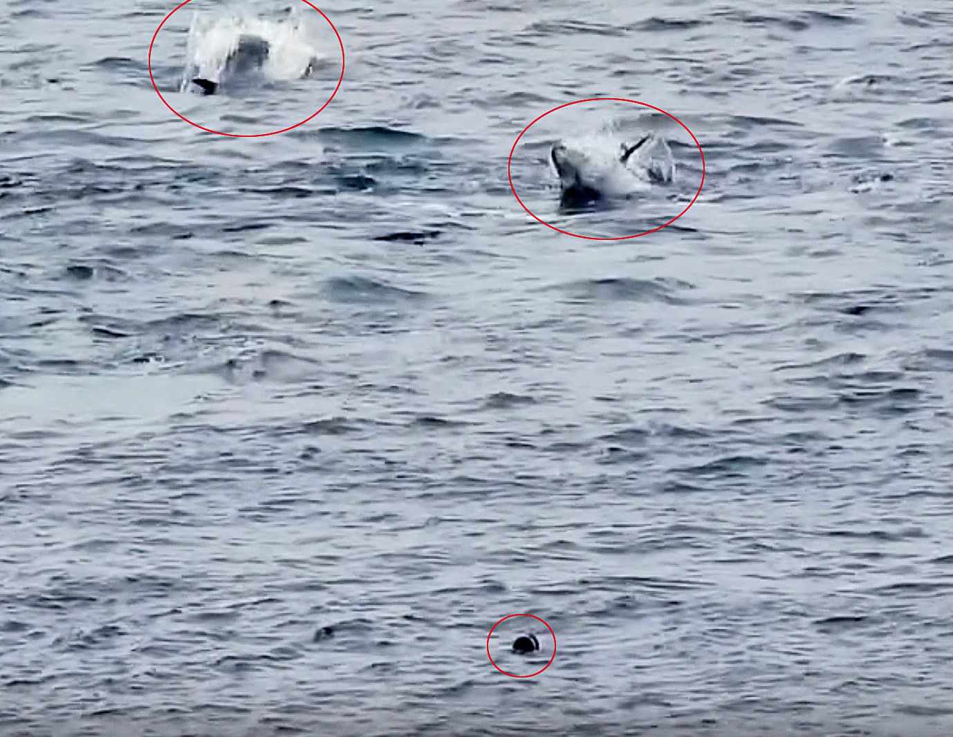 Two scuba divers had a breathtaking encounter with giant Atlantic bluefin tuna off Land’s End in Cornwall as the massive fish leapt from the waves during a frenzied feeding display.