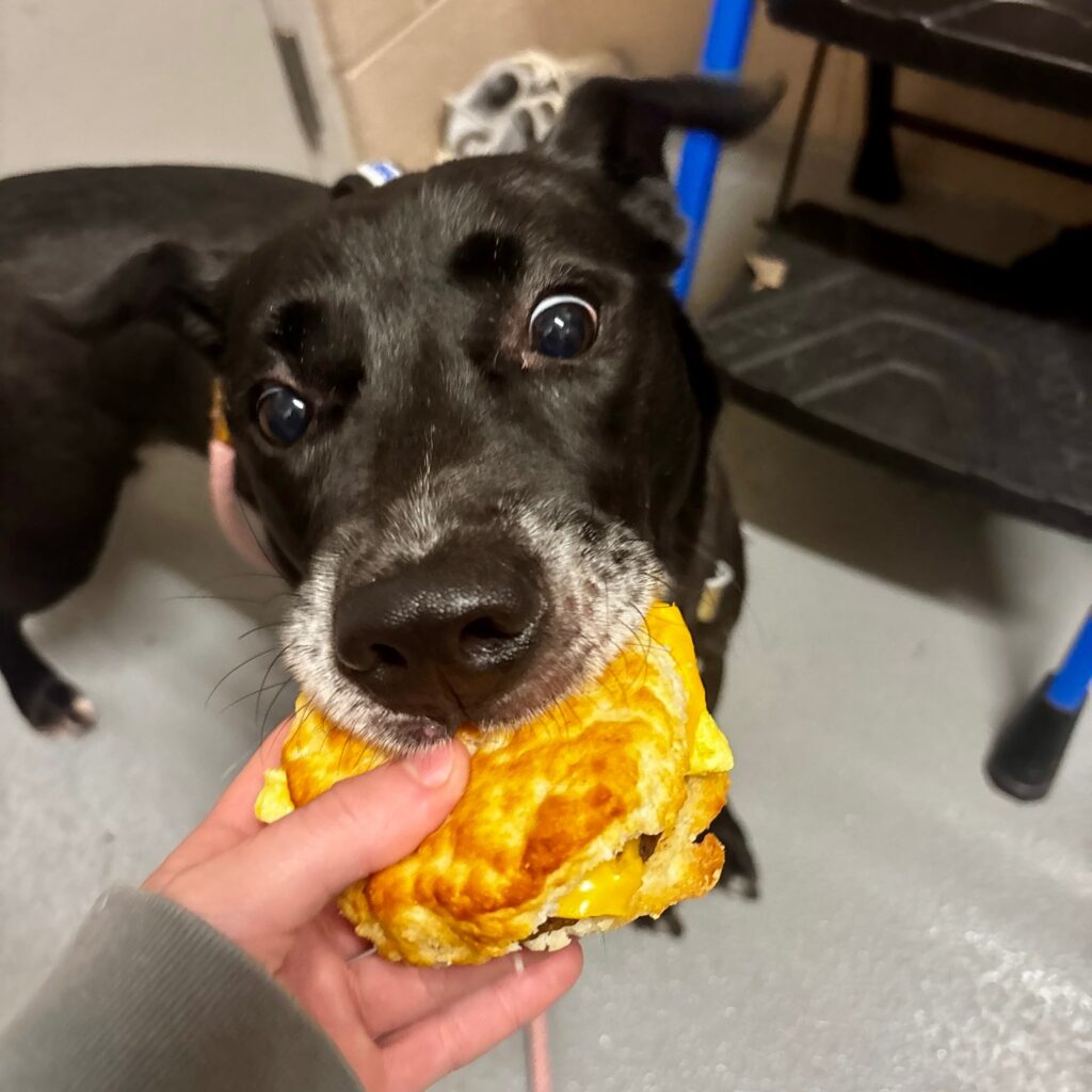 A fearful dog left tied to a tree for days still waits for a patient adopter offering calm, trust and time to help him heal and become loyal once in a lifetime companion.