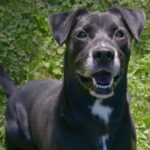 A fearful dog left tied to a tree for days still waits for a patient adopter offering calm, trust and time to help him heal and become loyal once in a lifetime companion.