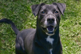 A fearful dog left tied to a tree for days still waits for a patient adopter offering calm, trust and time to help him heal and become loyal once in a lifetime companion.