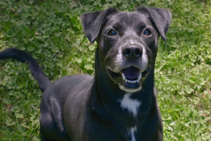 A fearful dog left tied to a tree for days still waits for a patient adopter offering calm, trust and time to help him heal and become loyal once in a lifetime companion.