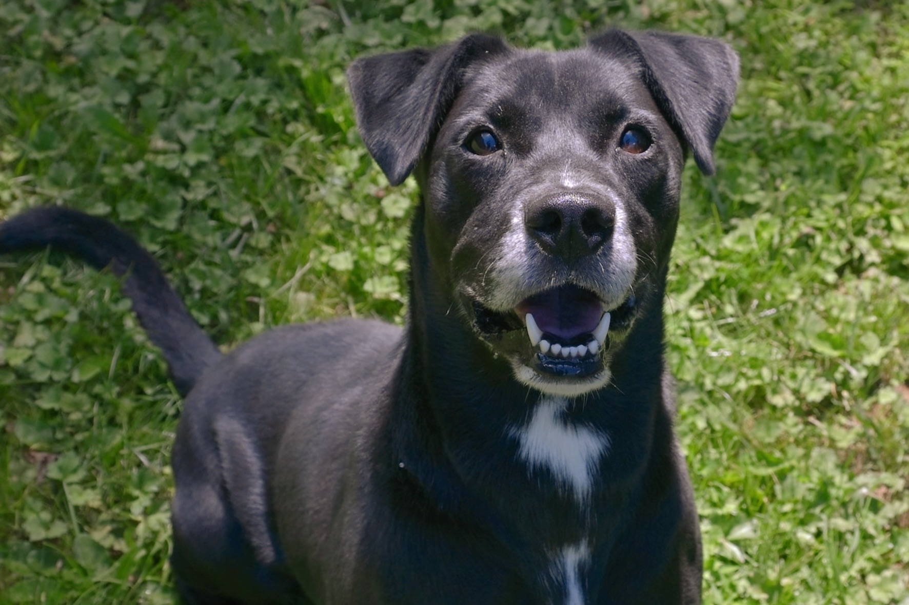 A fearful dog left tied to a tree for days still waits for a patient adopter offering calm, trust and time to help him heal and become loyal once in a lifetime companion.