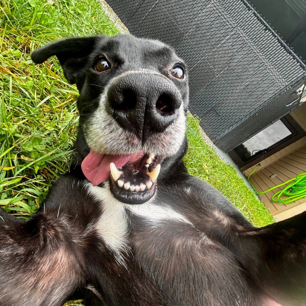 A fearful dog left tied to a tree for days still waits for a patient adopter offering calm, trust and time to help him heal and become loyal once in a lifetime companion.