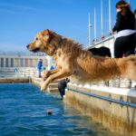 Dozens of dogs made a splash at Jubilee Pool’s annual Dog Day in Penzance. The pups enjoyed diving and paddling before the lido’s deep clean, delighting locals and the RSPCA.
