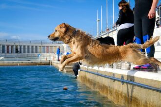 Dozens of dogs made a splash at Jubilee Pool’s annual Dog Day in Penzance. The pups enjoyed diving and paddling before the lido’s deep clean, delighting locals and the RSPCA.