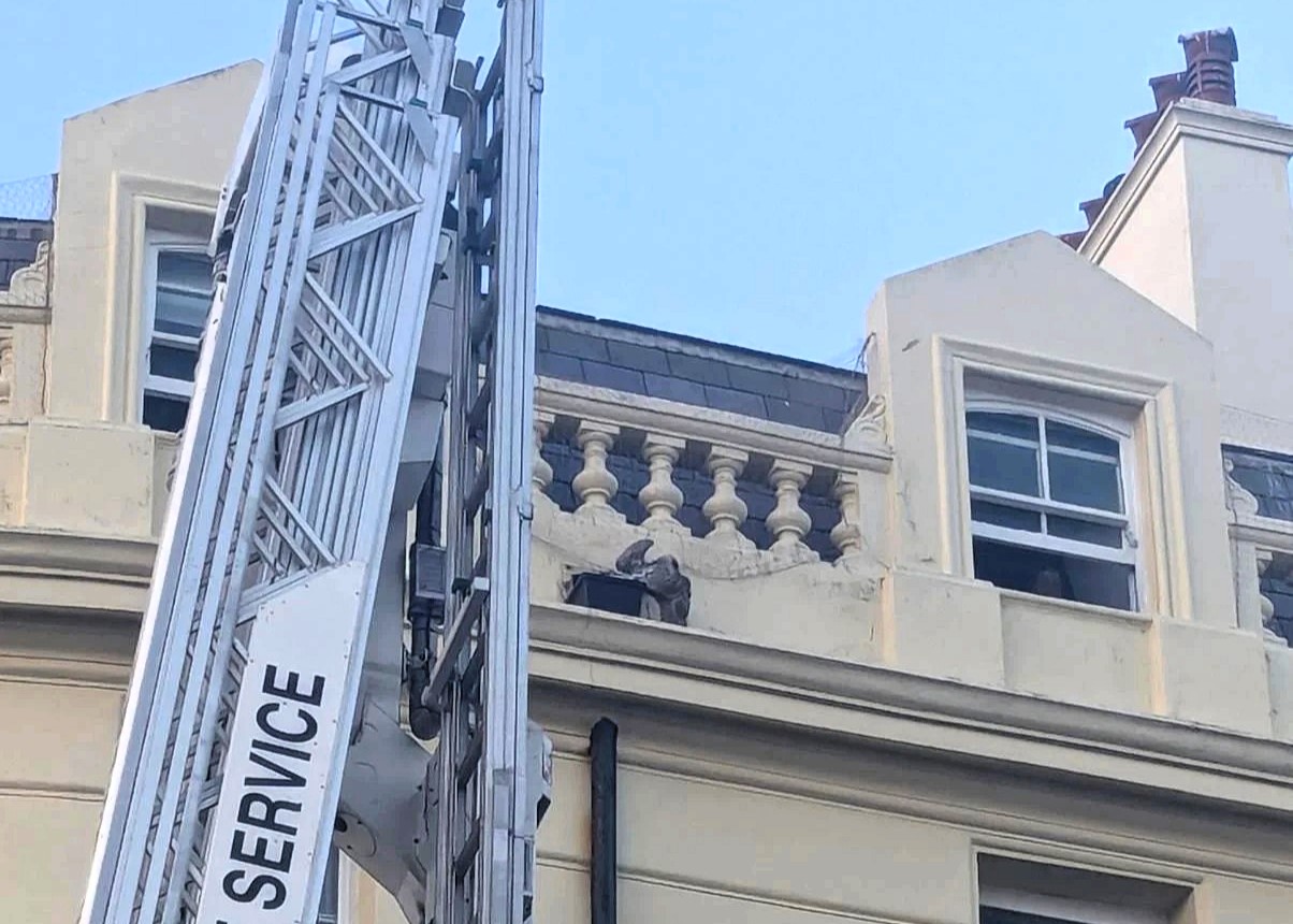 A tangled seagull sparked a dramatic multi crew rescue on Brighton seafront after getting caught in loose netting five storeys up before the RSPCA freed and released the feisty bird safely.