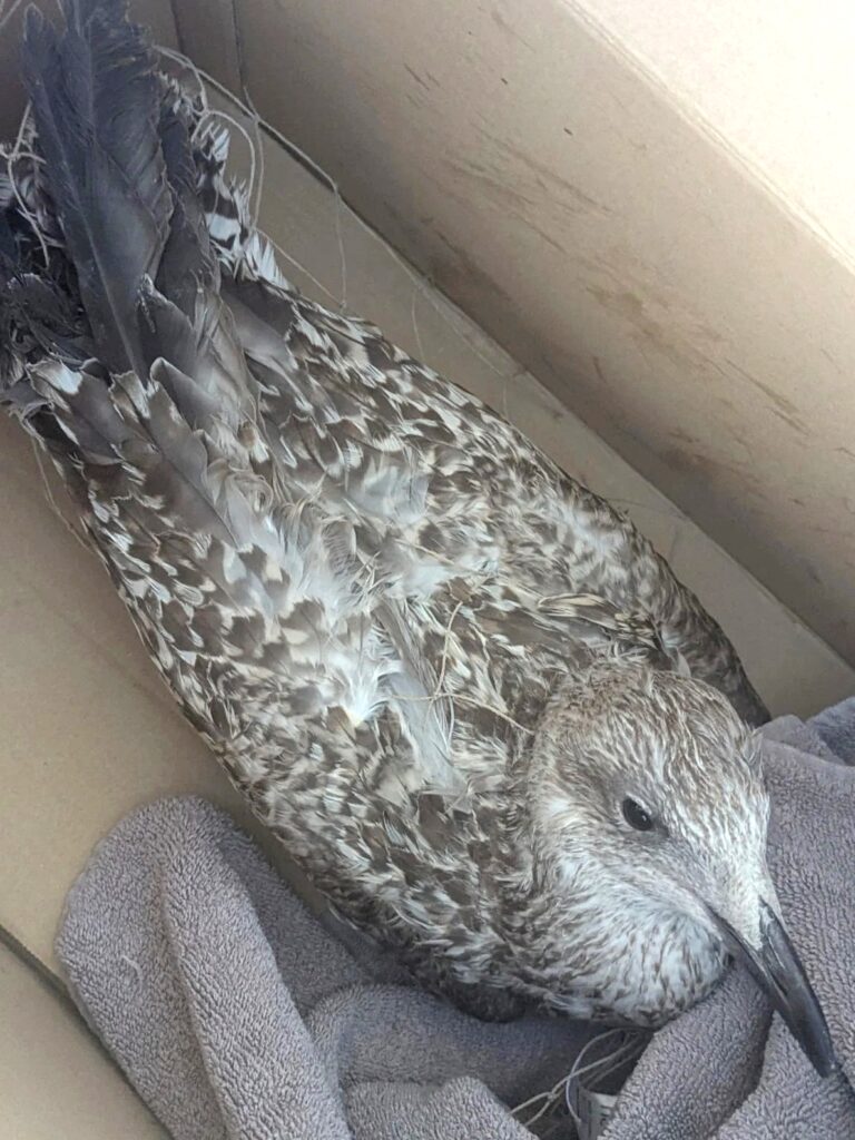 A tangled seagull sparked a dramatic multi crew rescue on Brighton seafront after getting caught in loose netting five storeys up before the RSPCA freed and released the feisty bird safely.