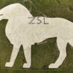 Over 60 volunteers helped restore Whipsnade Zoo’s iconic white lion by stomping 1,100 tonnes of chalk into place, reviving the 1930s landmark ahead of ZSL’s 200th anniversary.