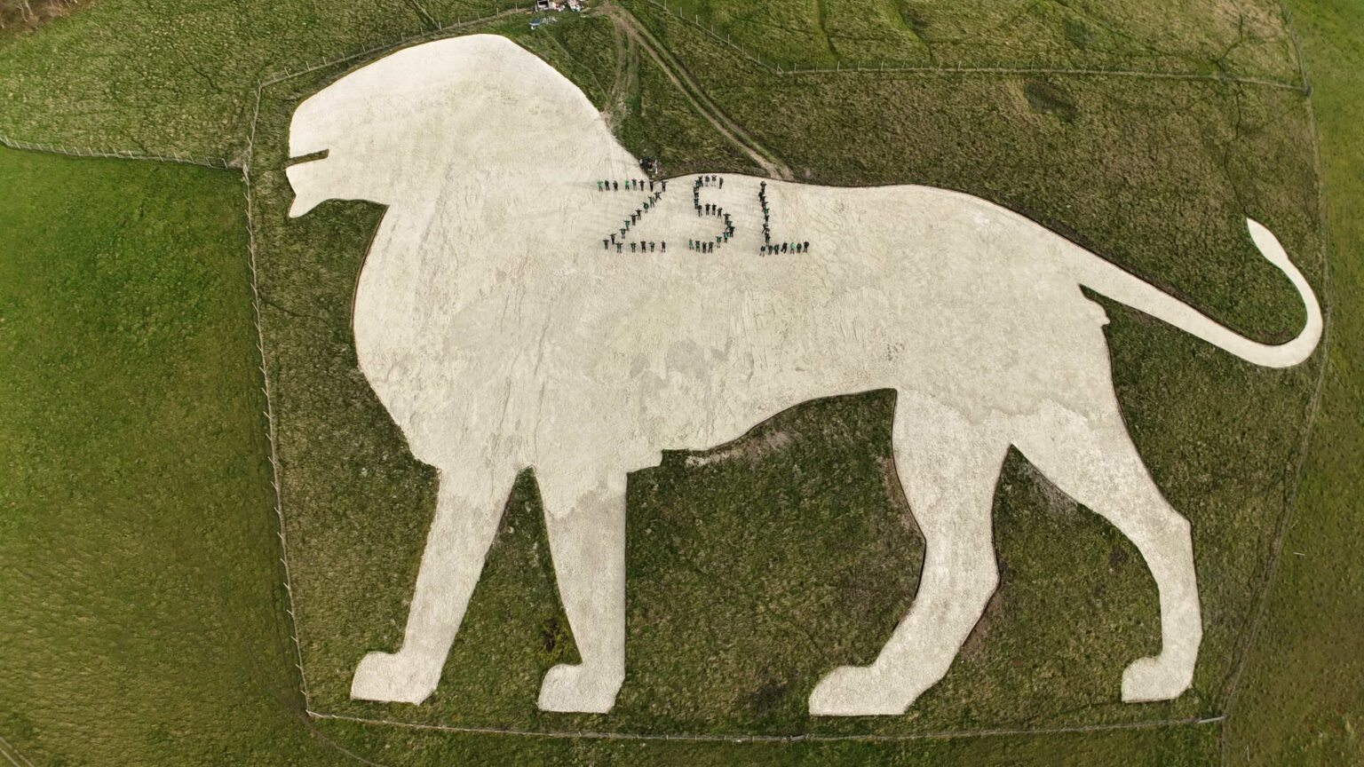 Over 60 volunteers helped restore Whipsnade Zoo’s iconic white lion by stomping 1,100 tonnes of chalk into place, reviving the 1930s landmark ahead of ZSL’s 200th anniversary.