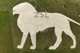 Over 60 volunteers helped restore Whipsnade Zoo’s iconic white lion by stomping 1,100 tonnes of chalk into place, reviving the 1930s landmark ahead of ZSL’s 200th anniversary.