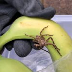 A giant huntsman spider from the Ivory Coast was found in a box of bananas at a school in Ramsey leaving locals horrified though experts say the fast aggressive species poses little danger.