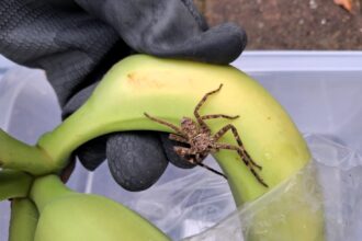 A giant huntsman spider from the Ivory Coast was found in a box of bananas at a school in Ramsey leaving locals horrified though experts say the fast aggressive species poses little danger.