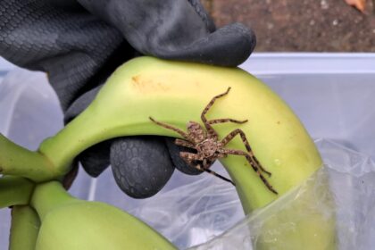 A giant huntsman spider from the Ivory Coast was found in a box of bananas at a school in Ramsey leaving locals horrified though experts say the fast aggressive species poses little danger.