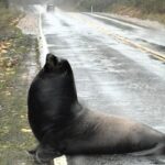A massive sea lion caused traffic chaos after heavy rain left it stranded on a Washington road before wildlife officials safely guided it back to the river near Cosmopolis.