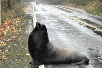 A massive sea lion caused traffic chaos after heavy rain left it stranded on a Washington road before wildlife officials safely guided it back to the river near Cosmopolis.