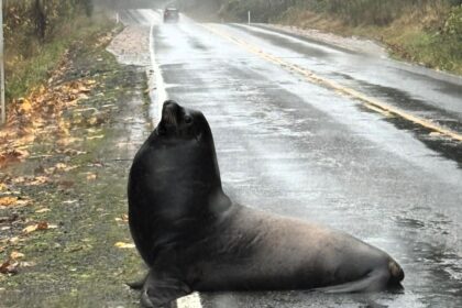 A massive sea lion caused traffic chaos after heavy rain left it stranded on a Washington road before wildlife officials safely guided it back to the river near Cosmopolis.