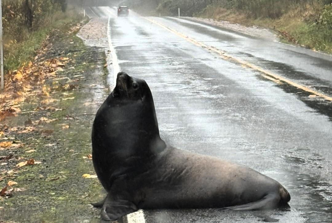 A massive sea lion caused traffic chaos after heavy rain left it stranded on a Washington road before wildlife officials safely guided it back to the river near Cosmopolis.