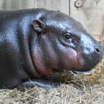 Adorable pygmy hippo Haggis has moved from Edinburgh Zoo to Wingham Wildlife Park to join a breeding program - helping protect her endangered species with only 2,500 left.