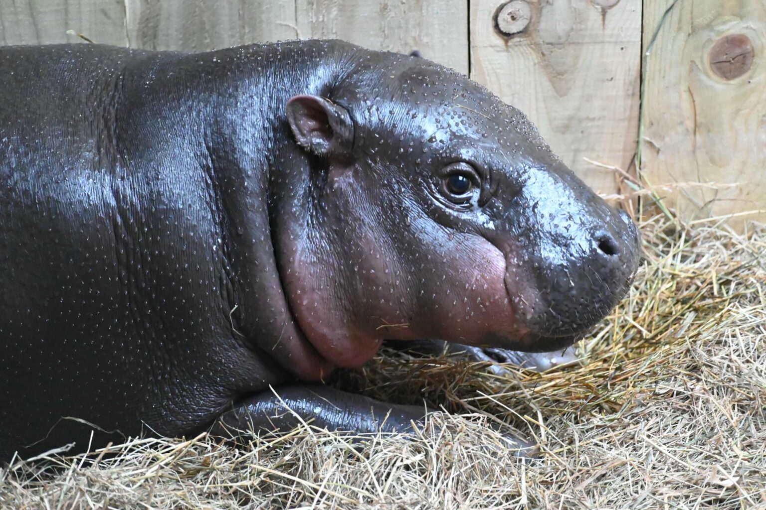 Adorable pygmy hippo Haggis has moved from Edinburgh Zoo to Wingham Wildlife Park to join a breeding program - helping protect her endangered species with only 2,500 left.