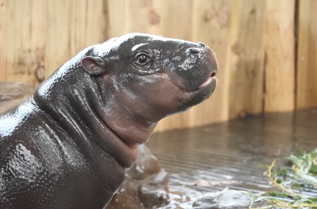 Adorable pygmy hippo Haggis has moved from Edinburgh Zoo to Wingham Wildlife Park to join a breeding program - helping protect her endangered species with only 2,500 left.
