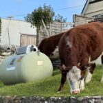 Hungry cows invade Cornish village gardens, eating lawns and leaving muck behind. Locals split over farmer’s grazing rights as cattle roam freely through St Breward.