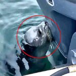 Lost seal pup rescued after trying to nurse on a boat is nursed back to health makes new friends and is released back to the ocean after being separated from its mum.