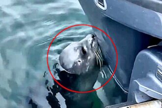 Lost seal pup rescued after trying to nurse on a boat is nursed back to health makes new friends and is released back to the ocean after being separated from its mum.