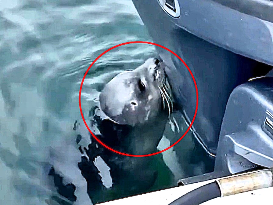 Lost seal pup rescued after trying to nurse on a boat is nursed back to health makes new friends and is released back to the ocean after being separated from its mum.