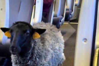 A Polish MP was stunned after spotting a sheep wearing a nappy on a train from Kraków to Warsaw, calling it animal cruelty as footage of the bizarre journey went viral.
