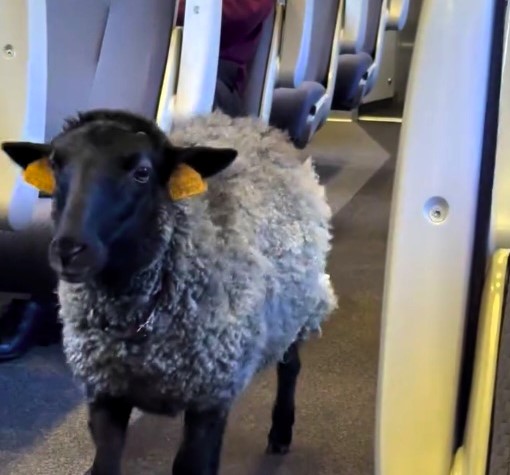 A Polish MP was stunned after spotting a sheep wearing a nappy on a train from Kraków to Warsaw, calling it animal cruelty as footage of the bizarre journey went viral.