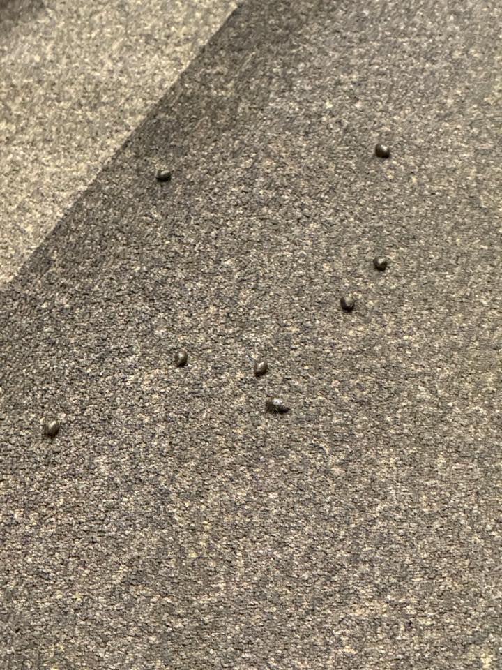 A Polish MP was stunned after spotting a sheep wearing a nappy on a train from Kraków to Warsaw, calling it animal cruelty as footage of the bizarre journey went viral.