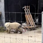 A man in Churchill, Canada captured a polar bear prowling right up to his fence in a chilling viral video, as locals warn of the town’s growing bear encounters each winter.