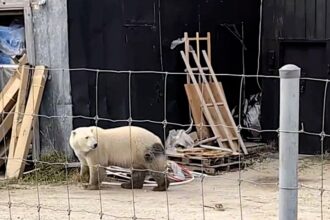 A man in Churchill, Canada captured a polar bear prowling right up to his fence in a chilling viral video, as locals warn of the town’s growing bear encounters each winter.