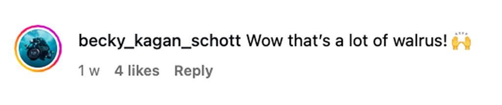 Photographer Vadim Makhorov captured the breathtaking moment thousands of walruses surrounded his boat near Ratmanov Island, stunning tourists with their sheer curiosity.