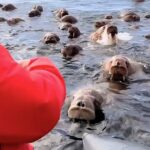 Photographer Vadim Makhorov captured the breathtaking moment thousands of walruses surrounded his boat near Ratmanov Island, stunning tourists with their sheer curiosity.
