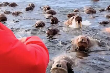 Photographer Vadim Makhorov captured the breathtaking moment thousands of walruses surrounded his boat near Ratmanov Island, stunning tourists with their sheer curiosity.