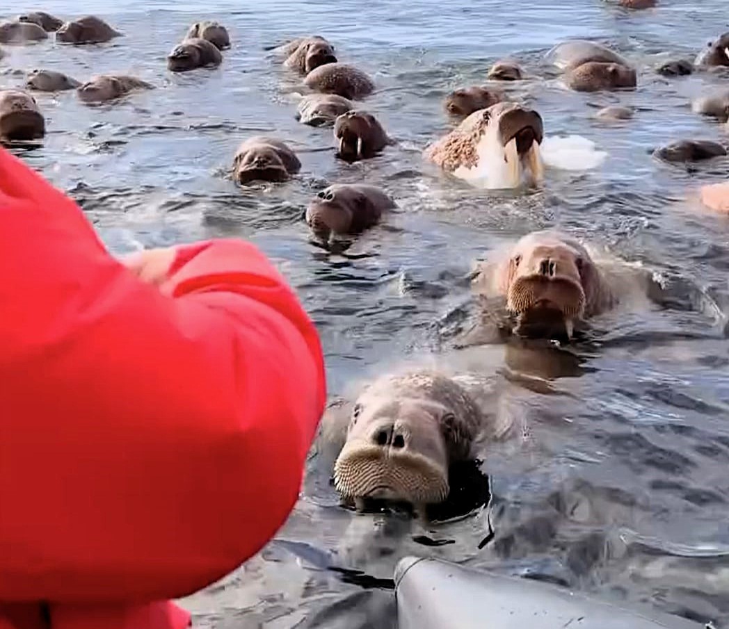Photographer Vadim Makhorov captured the breathtaking moment thousands of walruses surrounded his boat near Ratmanov Island, stunning tourists with their sheer curiosity.