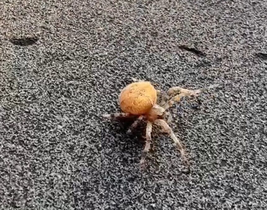 Caroline Quentin sparks panic after spotting a giant orange spider in Chichester as fans identify it as a harmless orb weaver and share their own creepy close encounters.
