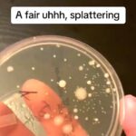 Nick testing his own flatulence for bacteria.